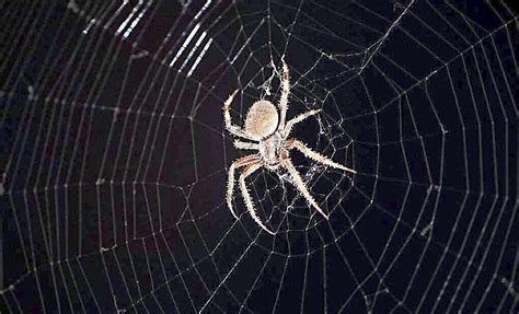 家里有蜘蛛网代表什么 吳青陽之歌